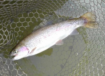 大安トラウトレイク 釣果